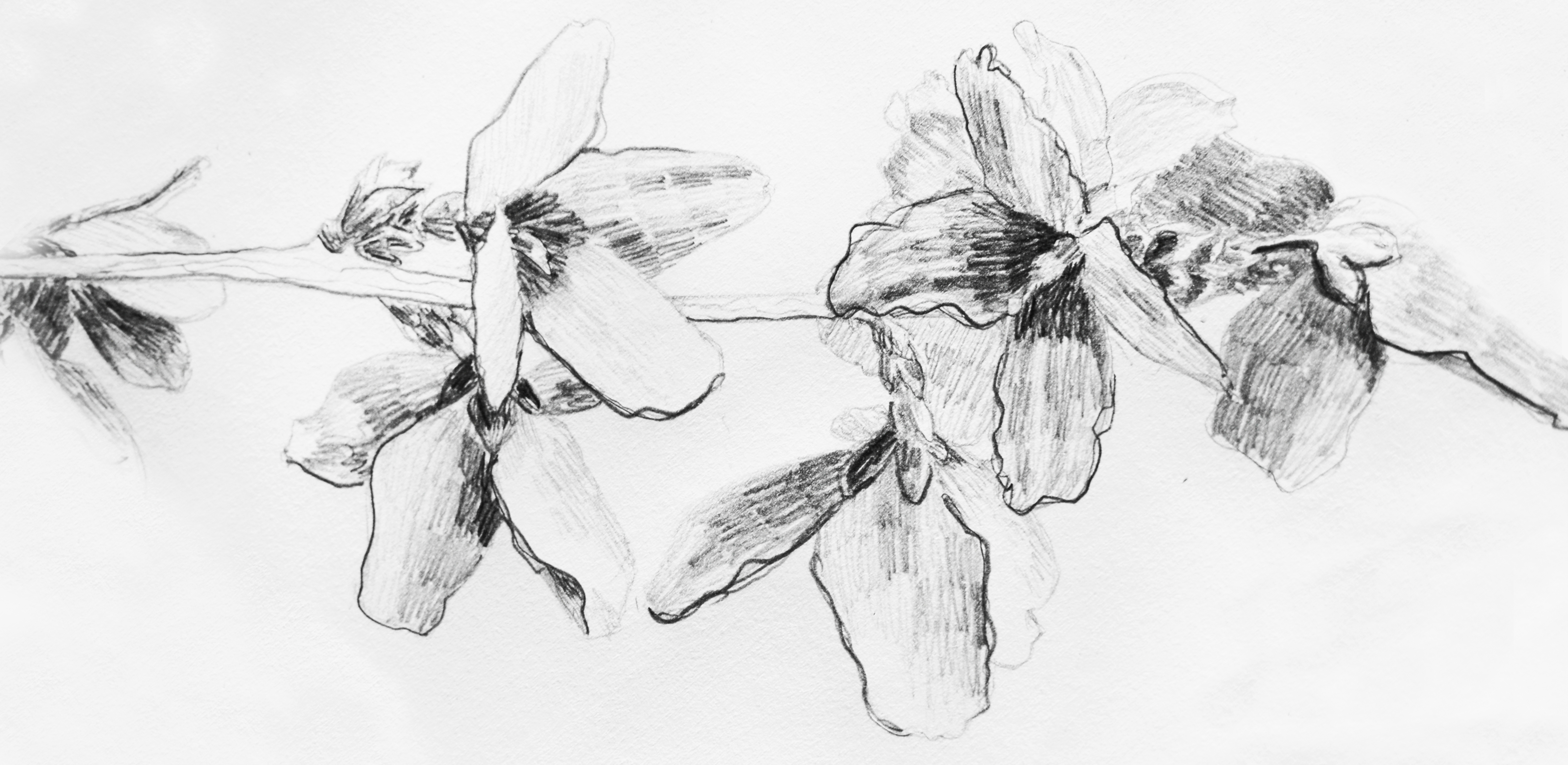 Flower sketch by Anna Polhorodnyk