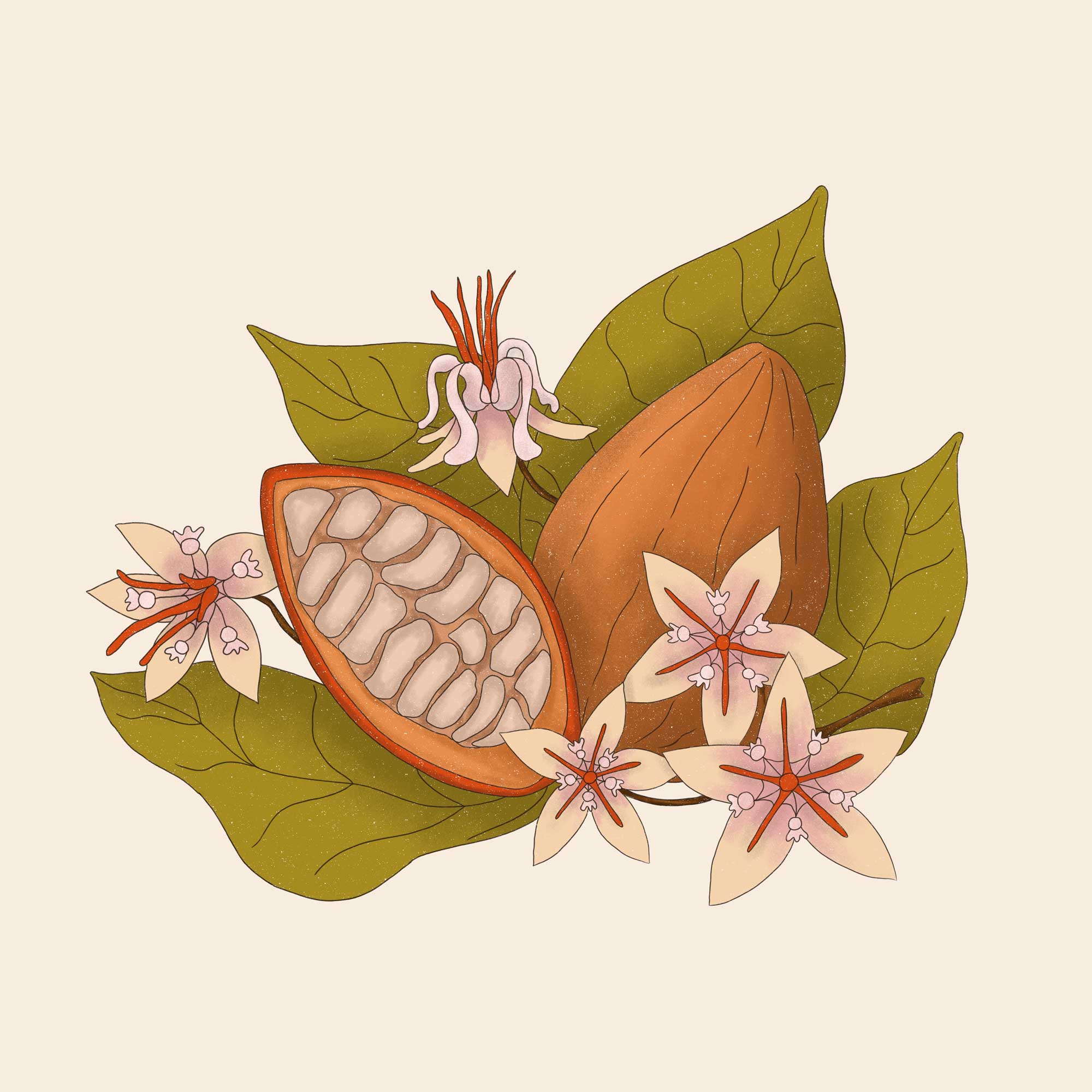 Cacao digital illustration created by Anna Polhorodnyk