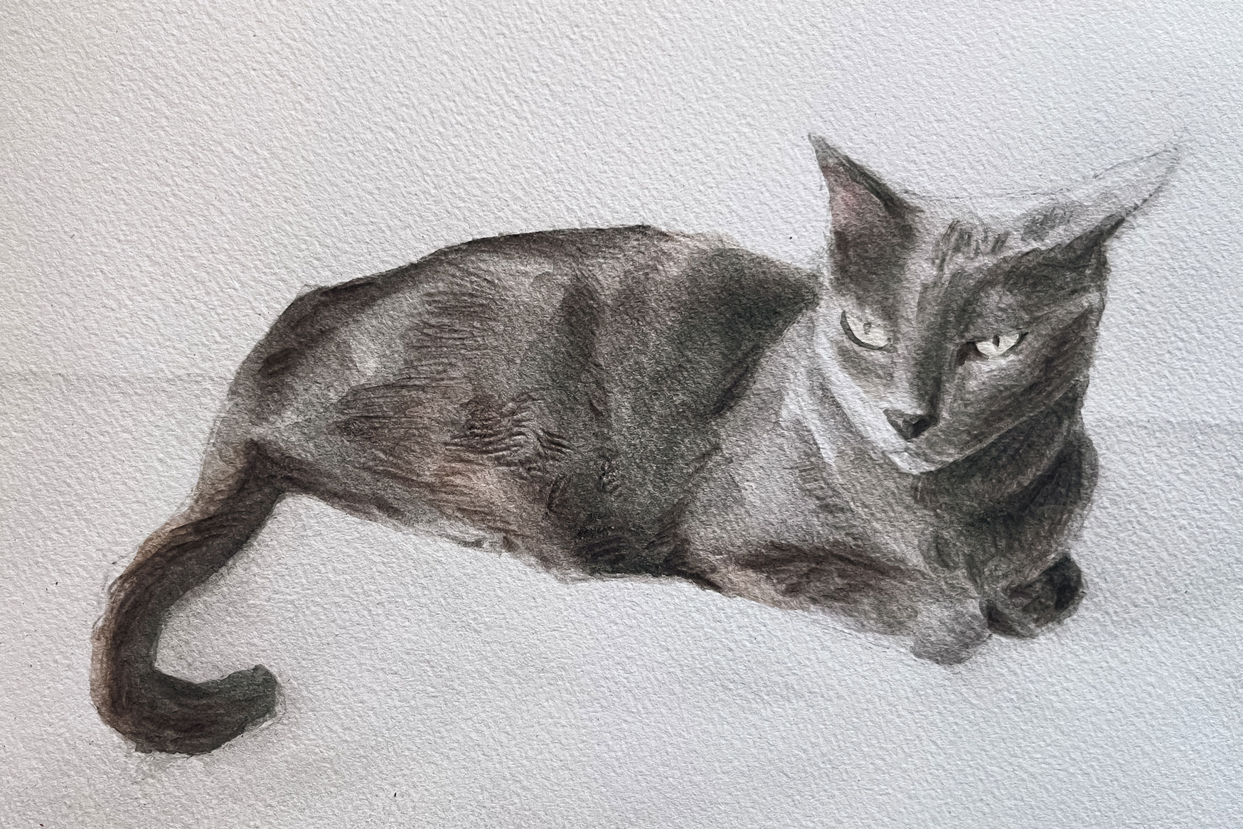 Cat sketch made in watercolour by Anna Polhorodnyk
