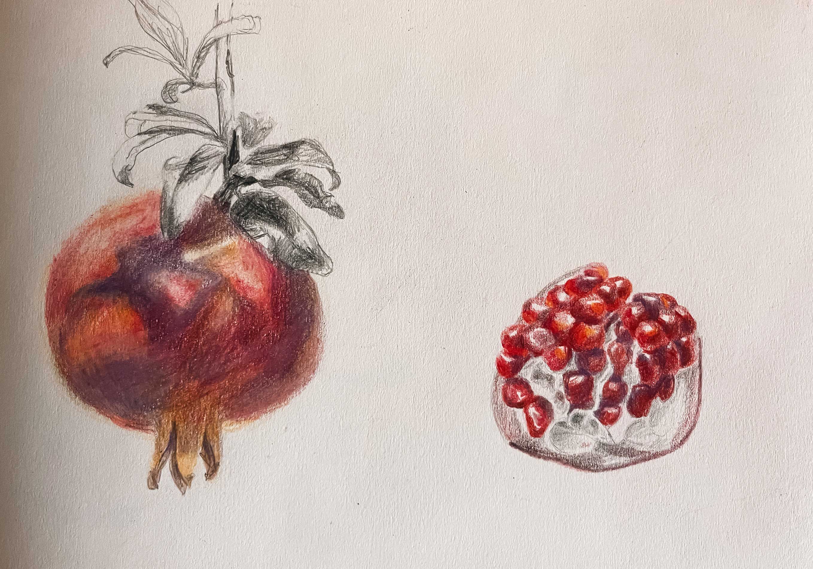 Sketch of pomegranate made with colored pencila by Anna Polhorodyk